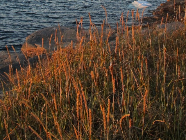 Dunet marehalm - Lyme-grass - Qaarsuarsuk