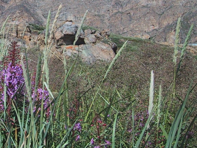 Dunet marehalm - Lyme-grass - Sisimiut