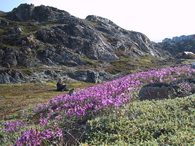 Storblomstret gederams - Broad-leafed Willow-herb - Sisimiut