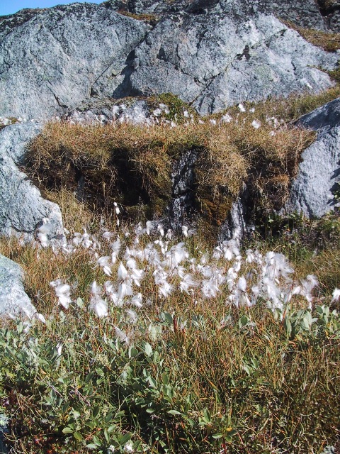 Kæruld - Cotton-grass - Atammik