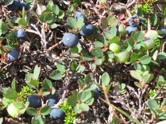 Mosebølle - Arctic Blueberry - Qinngorput