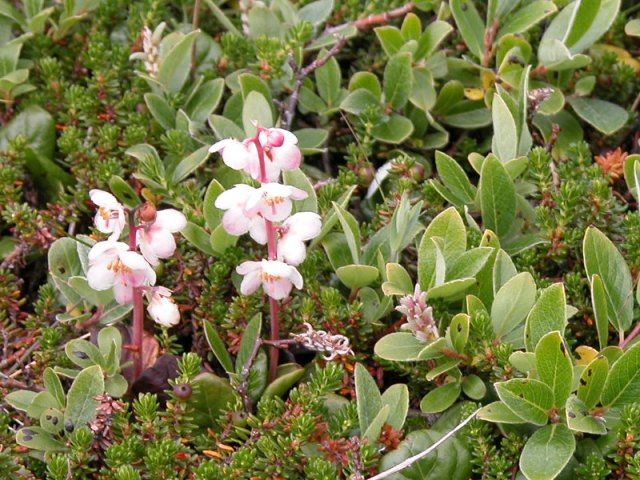 Storblomstret sommerkonval - Large-flowered Wintergreen - Sisimiut