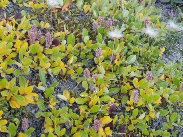 Tundra-pil - Arctic Marsh Willow - Qaarsuarsuk