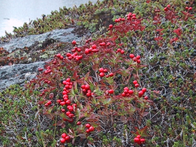 Tyttebær - Rock Cranberry - Maniitsoq