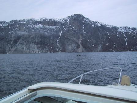 Pukkelhval i Godthåbsfjorden