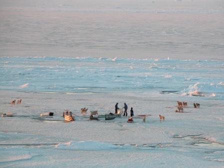 Hunde og mennesker på isen ved Qaarsut